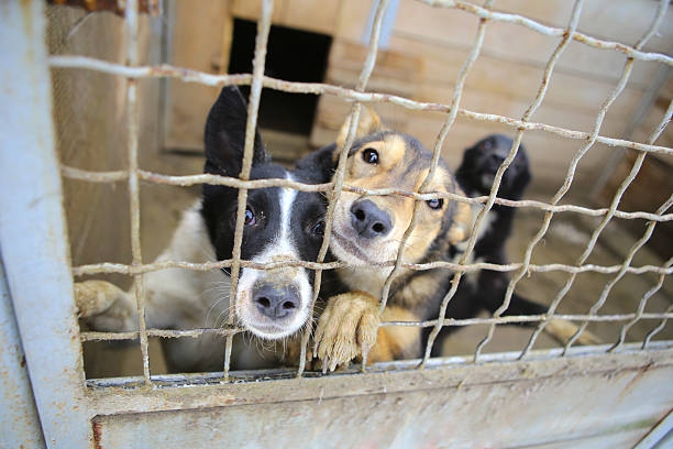 Randagismo, canili e gestione trasparente degli animali